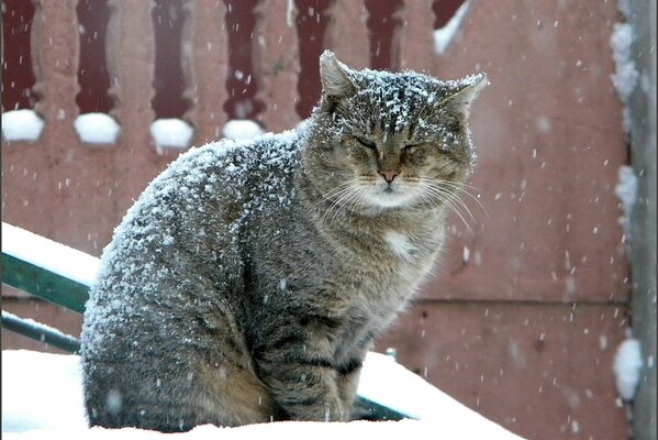 A big cat is sitting under a snowfall