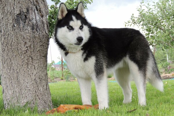 Bella Husky in una radura vicino a un albero