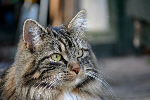 Ein Blick auf eine Katze, von der man sich nicht lösen kann