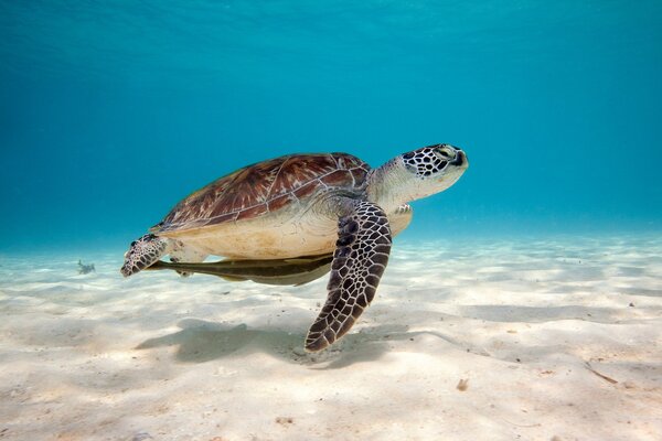 A turtle with a huge shell floats on the seabed