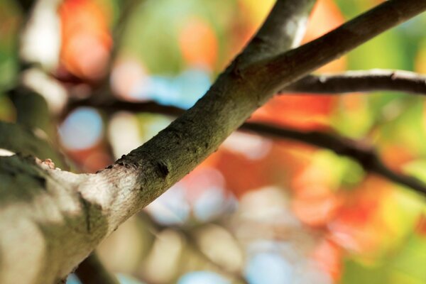 Ramo di un albero su uno sfondo di foglie colorate sfocate