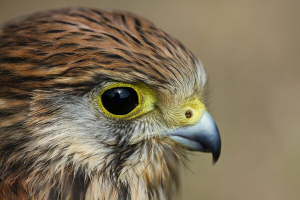 La mirada expresiva del pájaro cernícalo