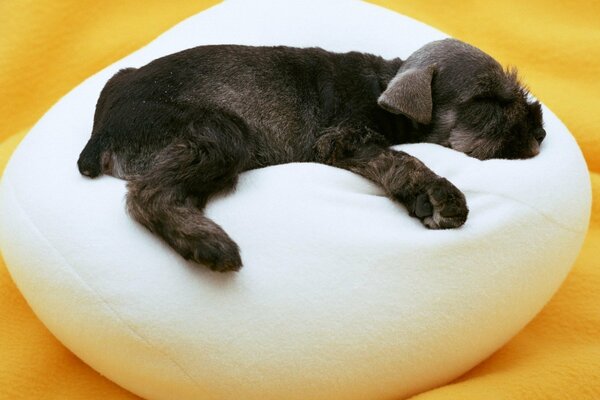 Dolce sogno di un cucciolo nero su un pouf