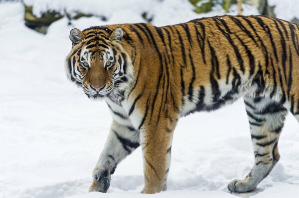 Амурский тигр на охоте зимой