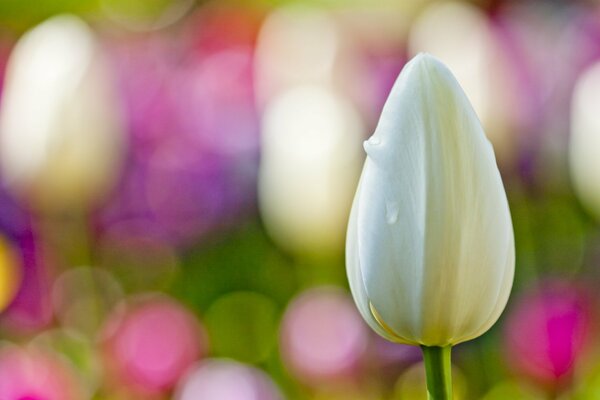 Bourgeon de tulipe blanc non ouvert