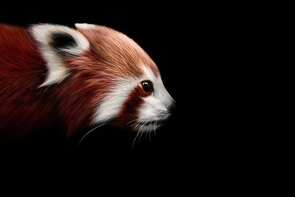Panda rosso su sfondo nero arte