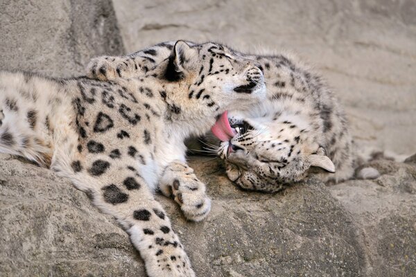 Snow leopards lie on the rocks