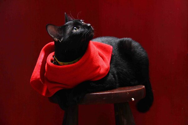 Chat noir se trouve sur un tabouret