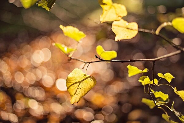 A branch with yellow leaves in the rays of the sun