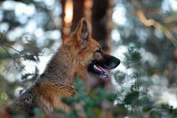 Portraitfoto eines Hundes in der Natur