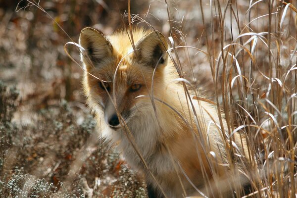 Renard dans la forêt de printemps est assis dans l herbe