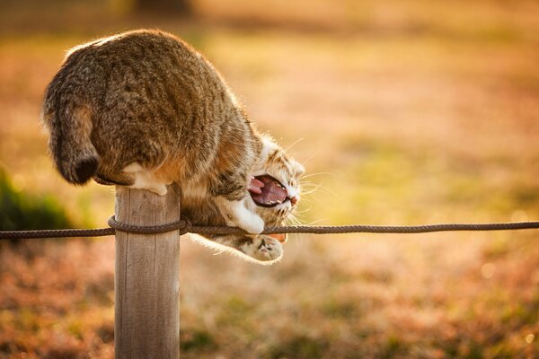 Funny cat playing with a rope