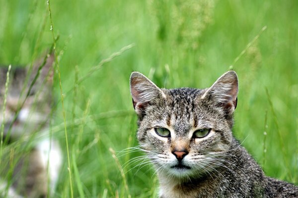 Katze schaut sitzt im Gras