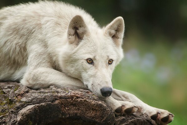 El lobo polar blanco piensa en algo