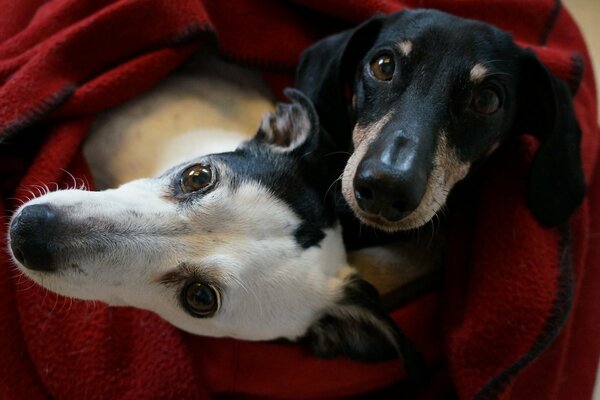 Cani avvolti in un plaid rosso