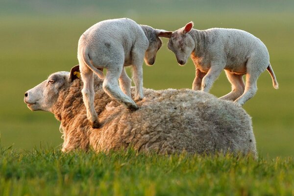 Lämmer spielen auf dem Rücken eines Schafes im Gras