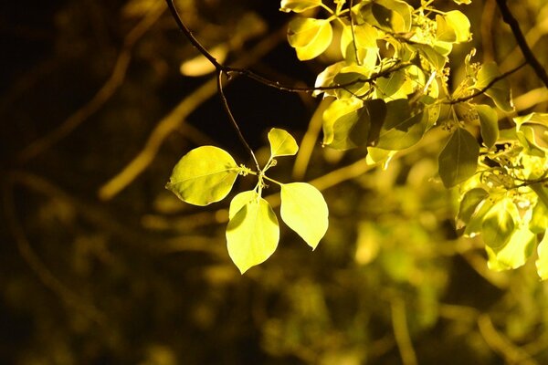 Yellow leaves on a tree in the sun