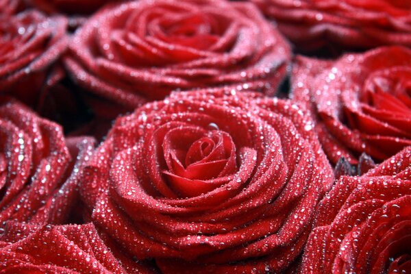 Foto macro de rosas rojas en el rocío