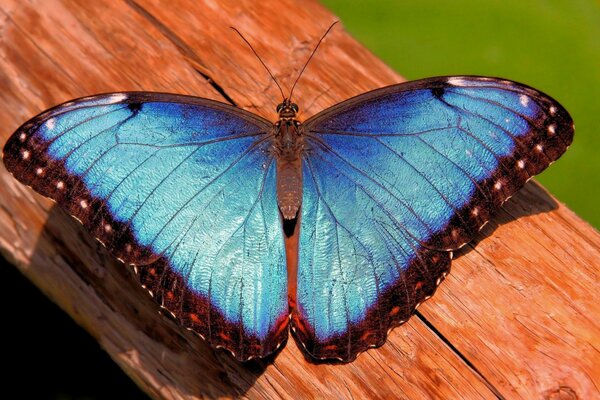 Turquoise butterfly morpho on a tree trunk