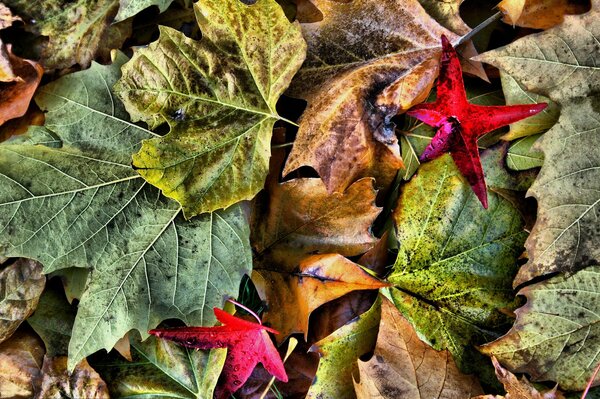 Hojas de colores de otoño en el Suelo