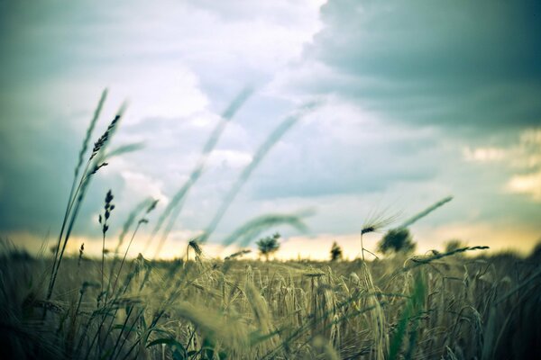 Meraviglioso paesaggio del campo con grano