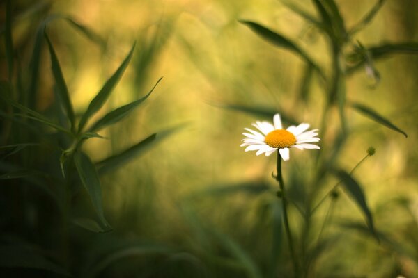 A daisy stalk standing among the greenery