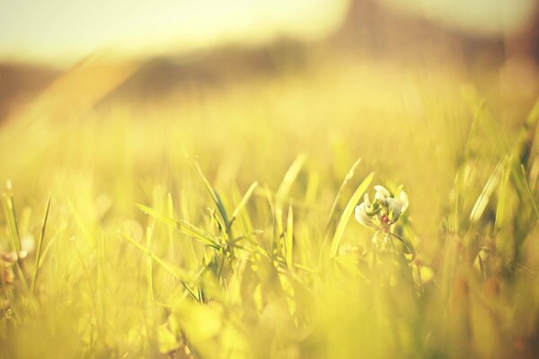 Summer meadow flowers are yellow