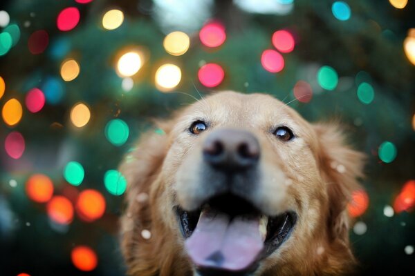 Perro alegre en el fondo de color