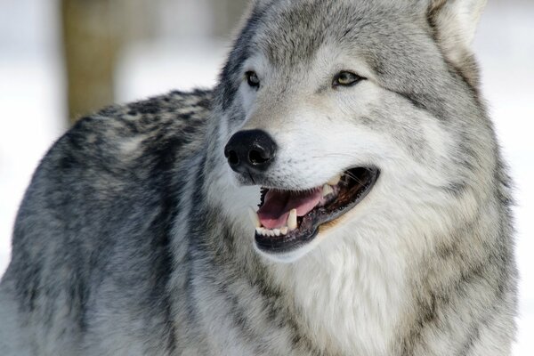 Imagen de un hocico de lobo en un bosque de invierno