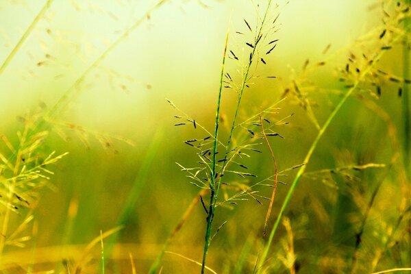 A green plant on blurred vegetation