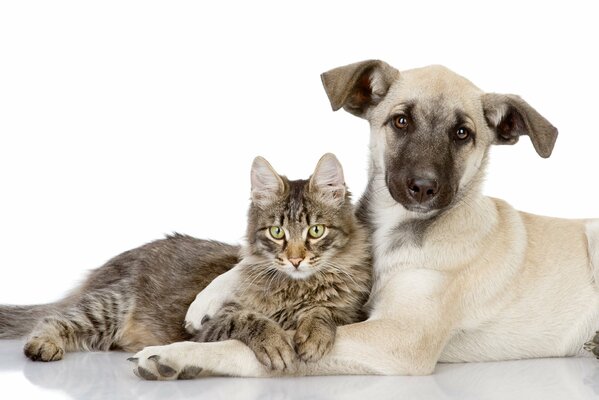 Katze mit Hund Freunde. Friends and love