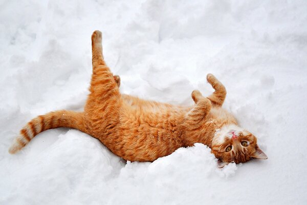A red-haired cat is basking in the snow