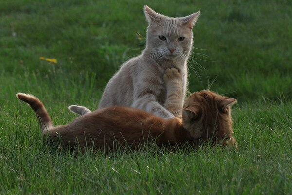 Kitties are lying on the grass playing