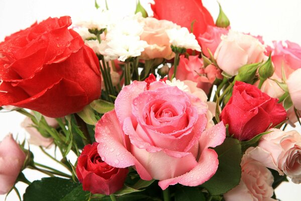 Piękny bukiet róż kolorowych