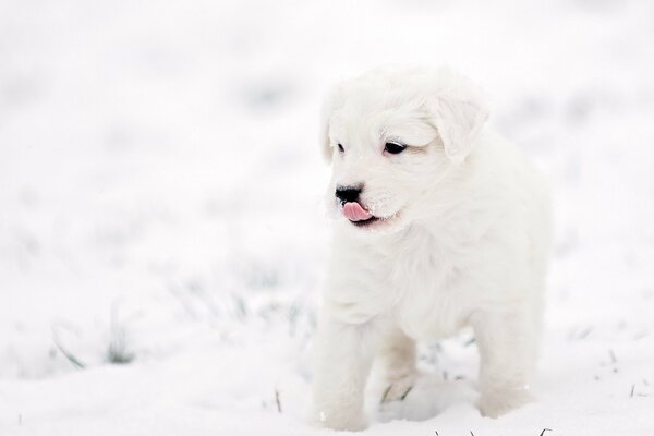 Snow-white puppy on a light background