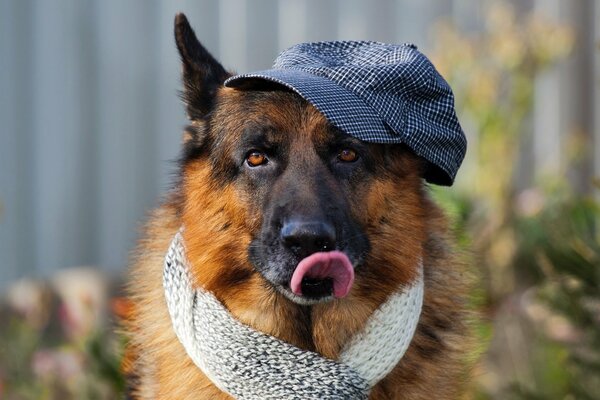 A loyal friend in a hat with a mood