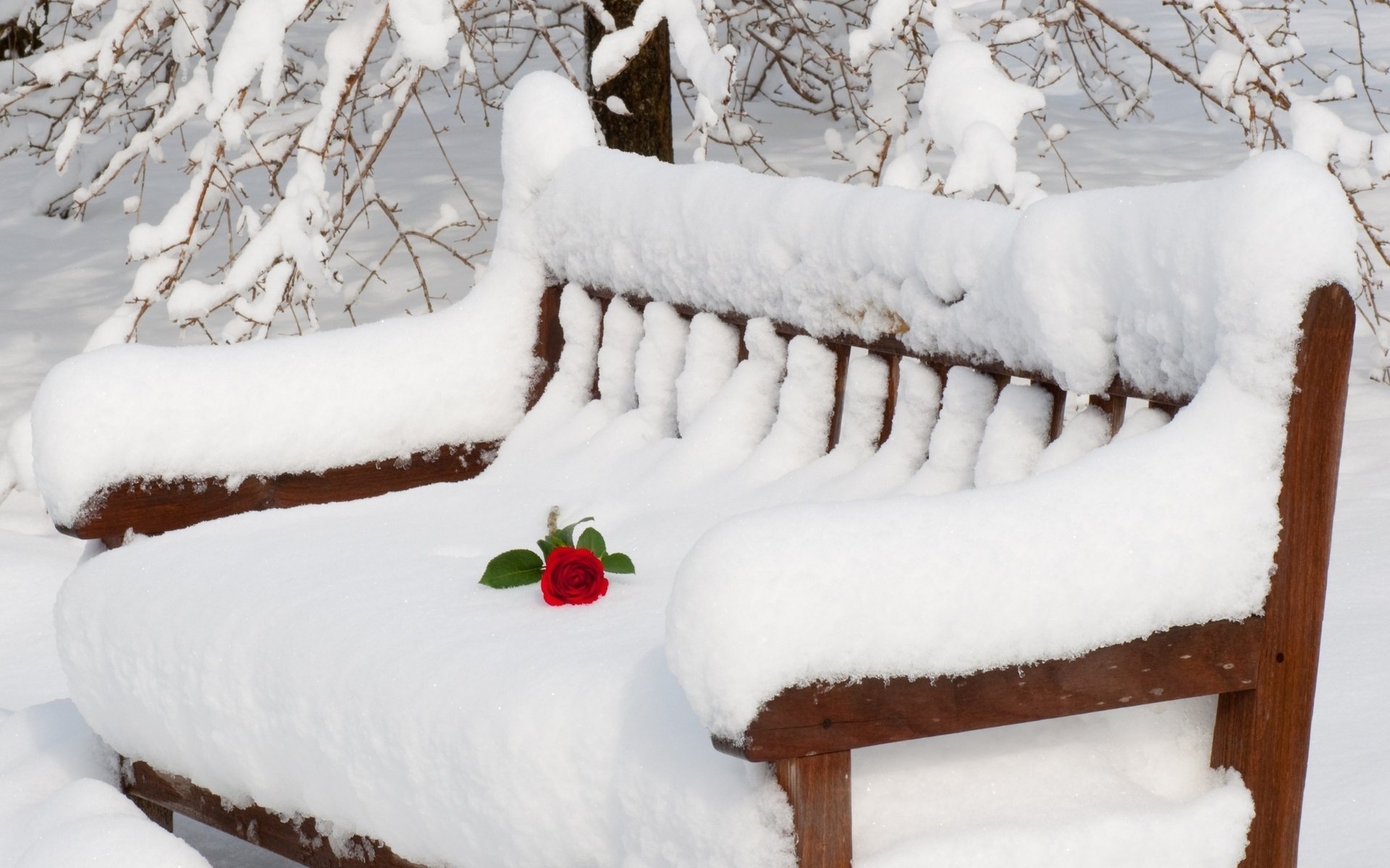 hiver neige rose banc