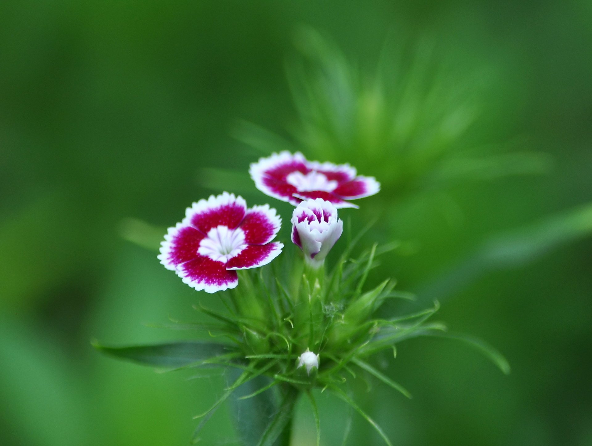 flores macro fondo verano clavel