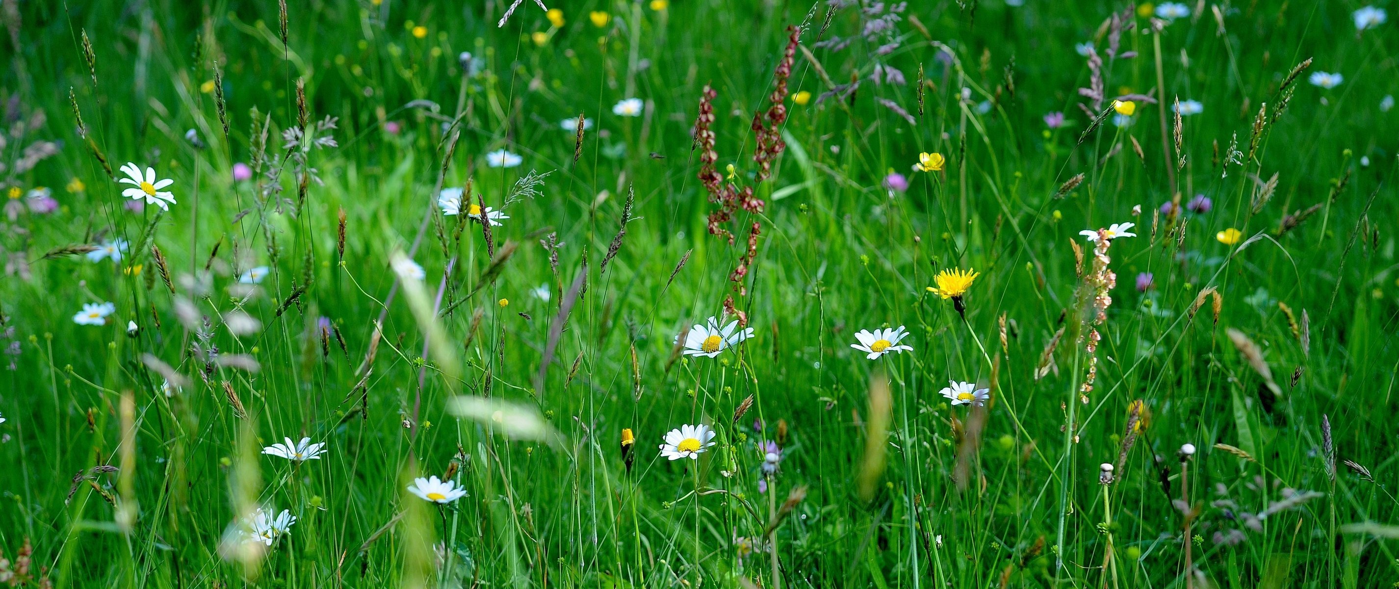 wiese gras natur