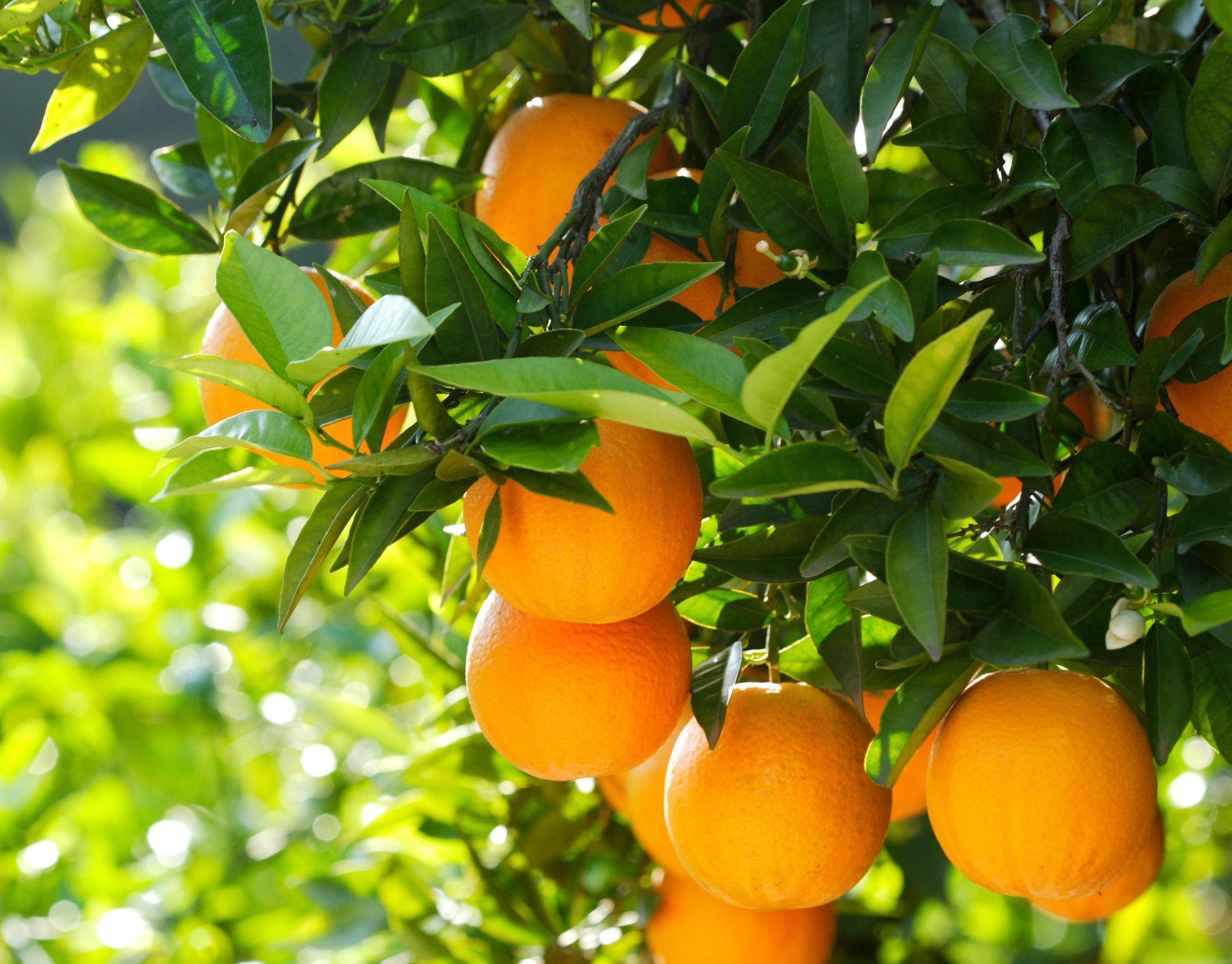 oranges fruits feuilles