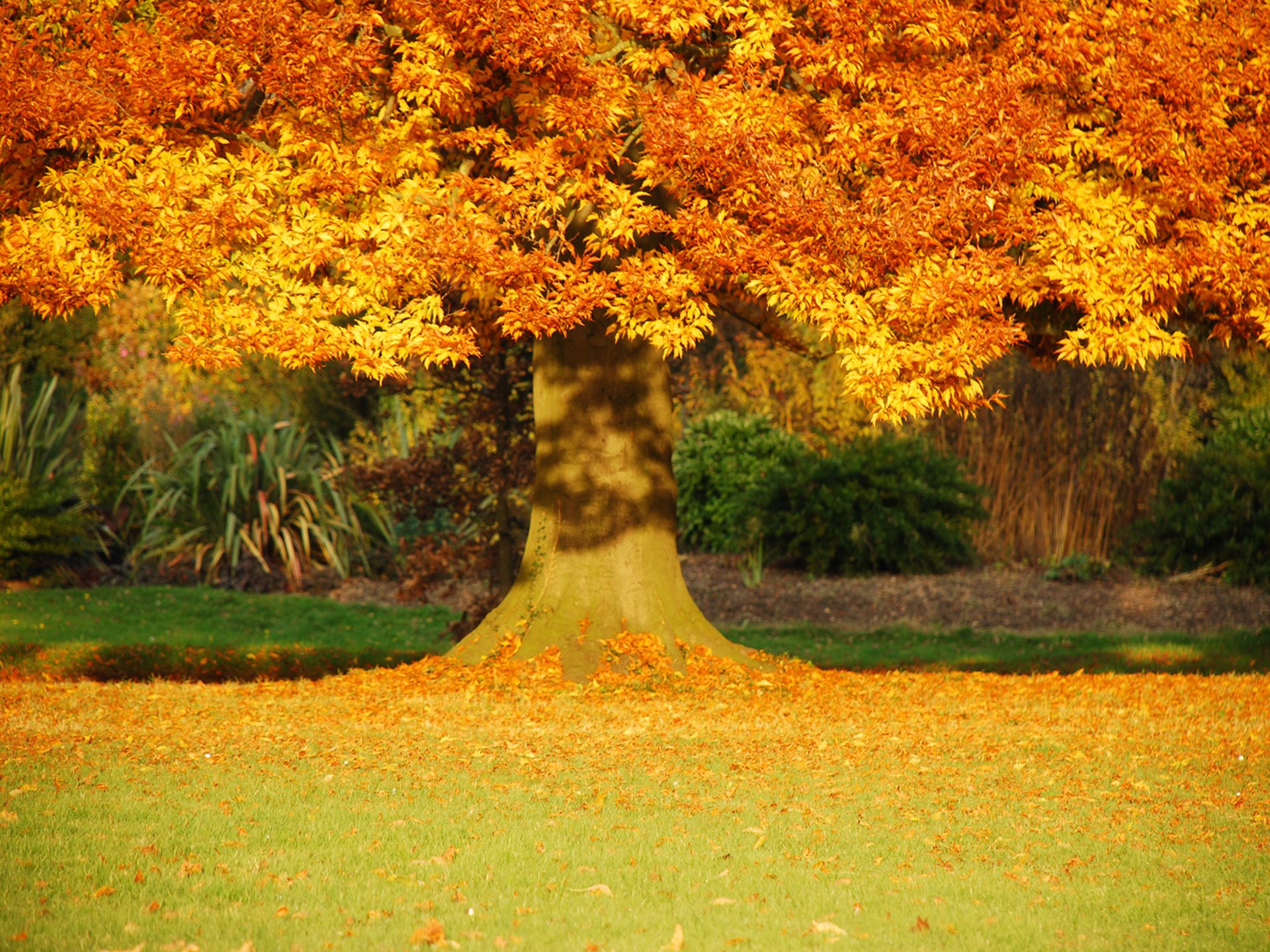 otoño dorado