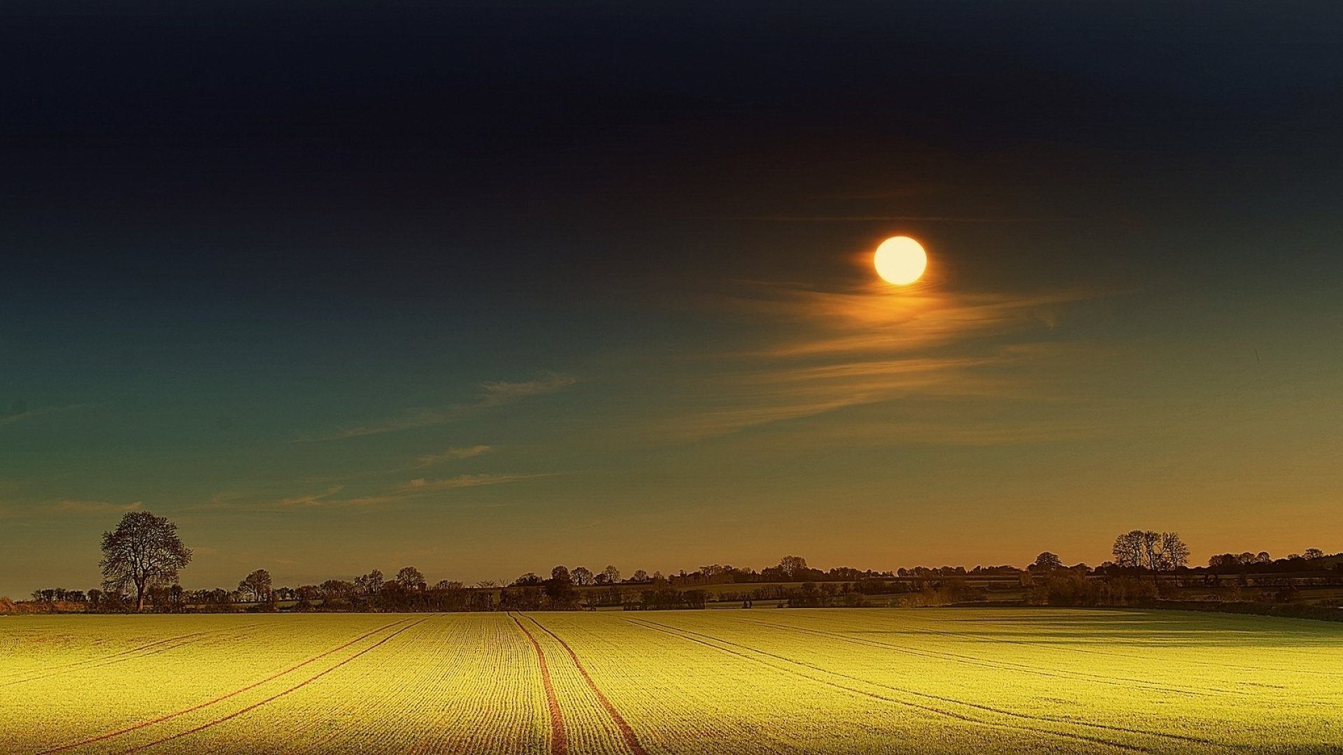 blumen feld schön