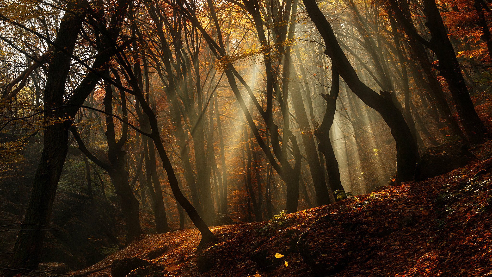 dense autumn trees forest sunrise morning light