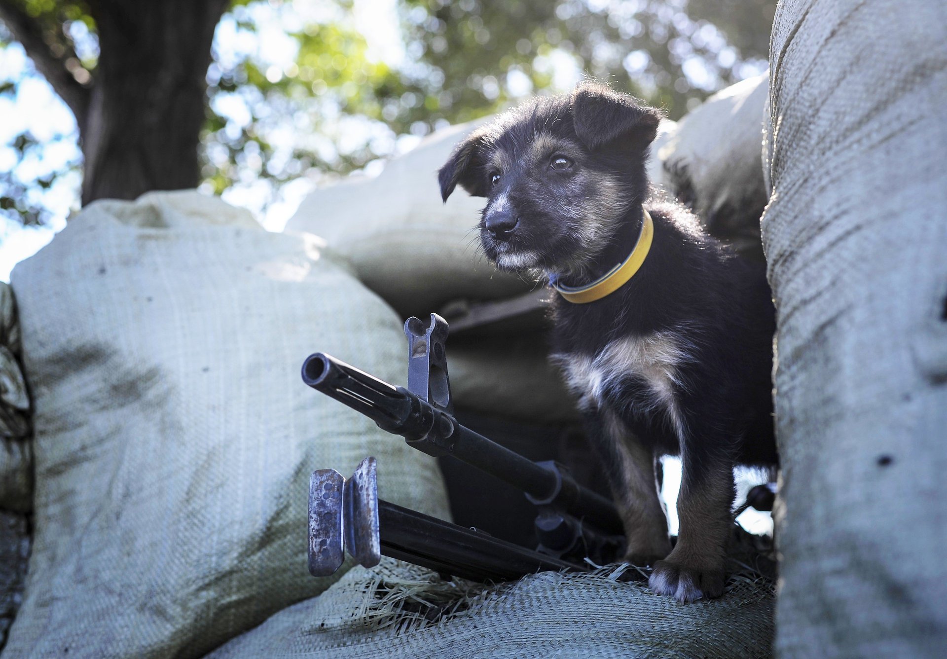 punto de disparo relojes cachorro ametralladora