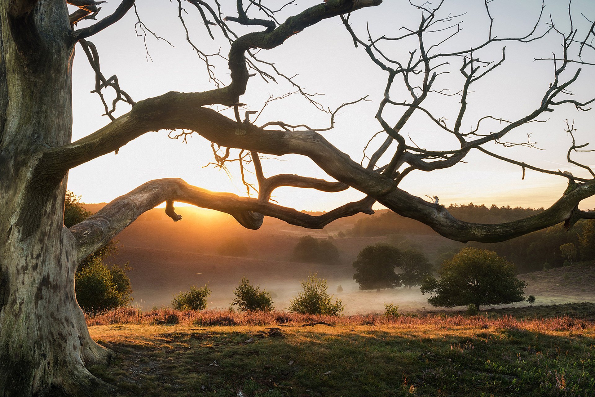 bruyère nature pays-bas lever du soleil sec arbre branches collines brouillard