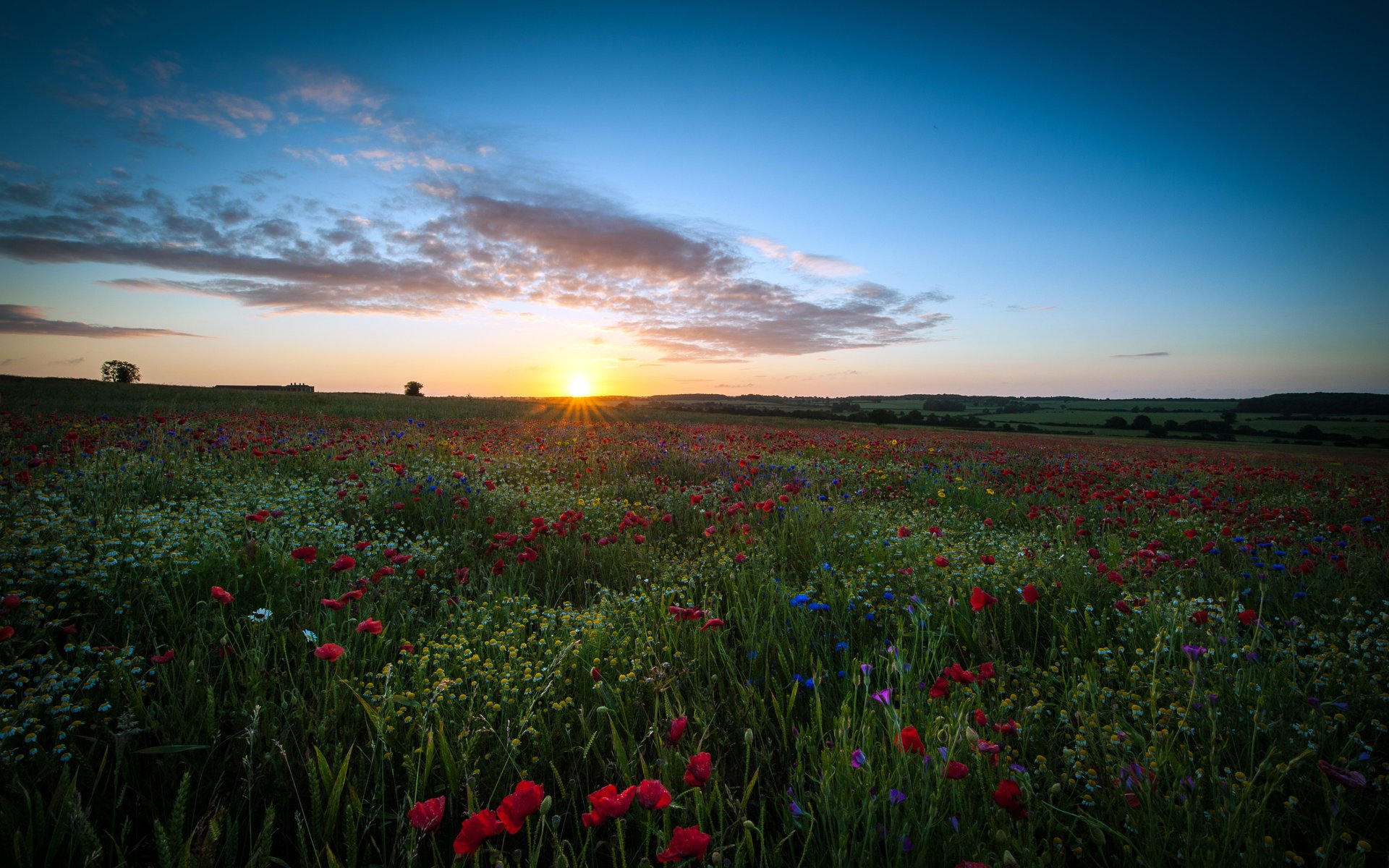 fleurs champ marguerites coquelicots espace ciel soleil coucher de soleil