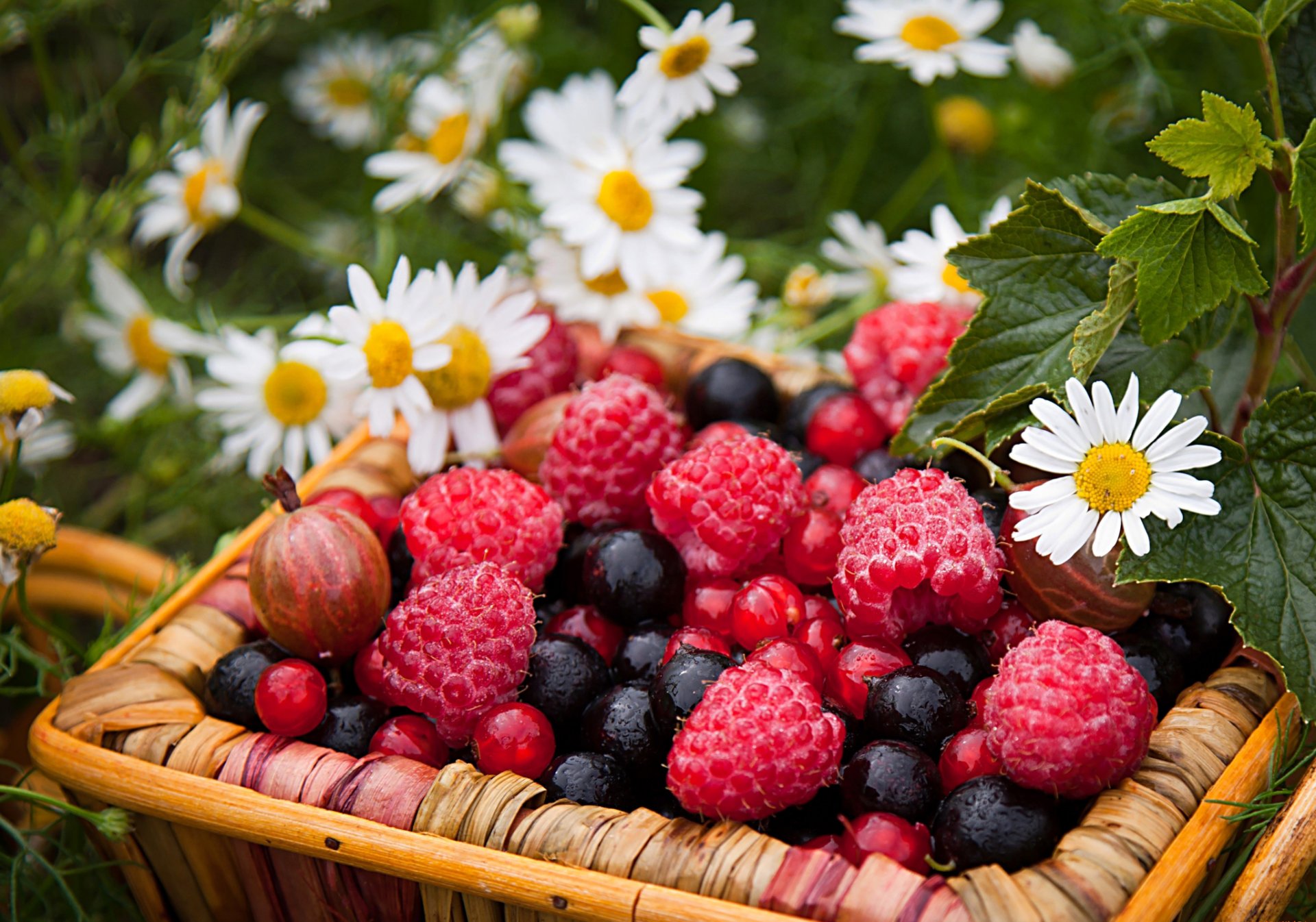 berries raspberry gooseberries currants basket flower chamomile