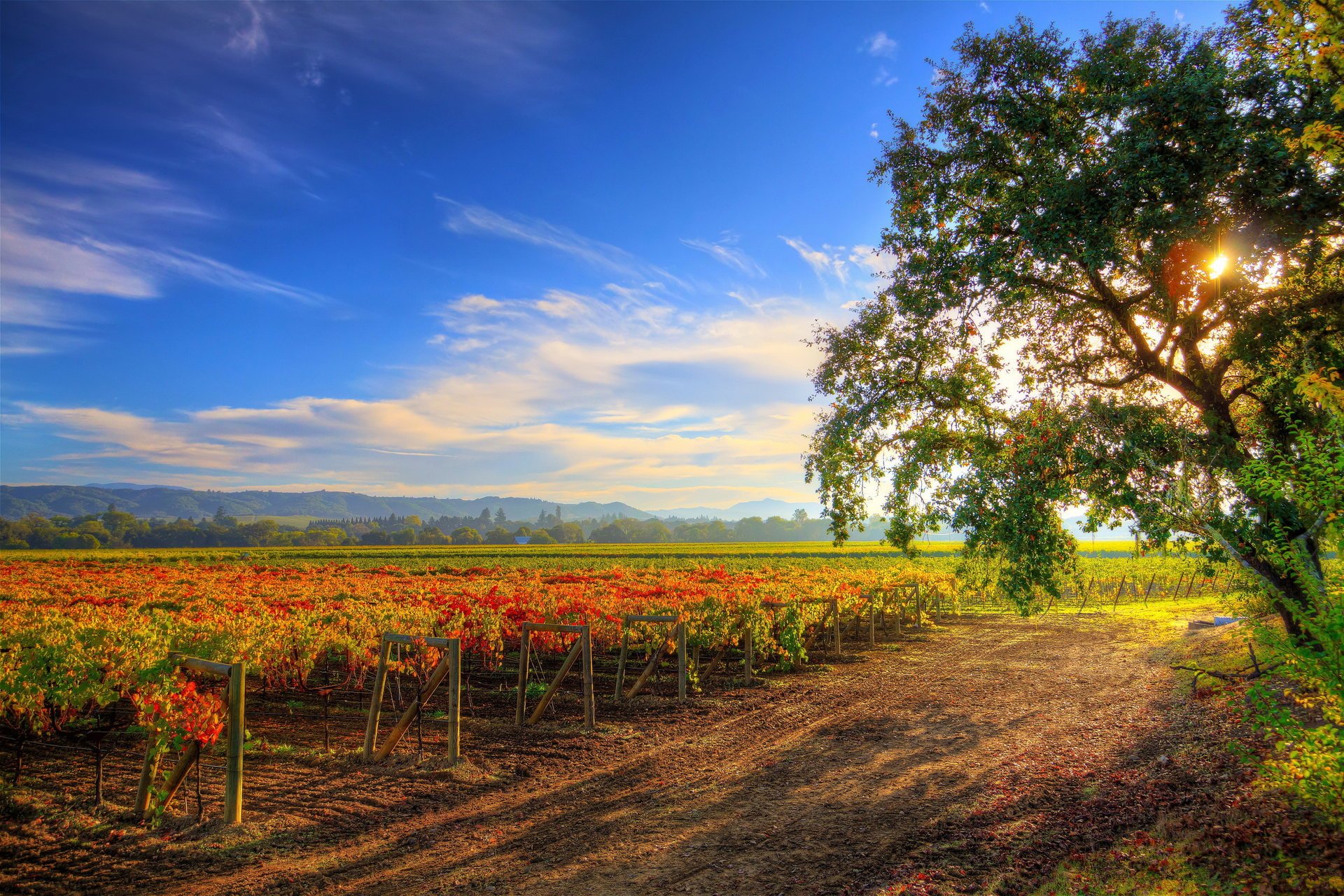 healdsburg wine tour krajobraz jesień niebo krzewy natura winnica