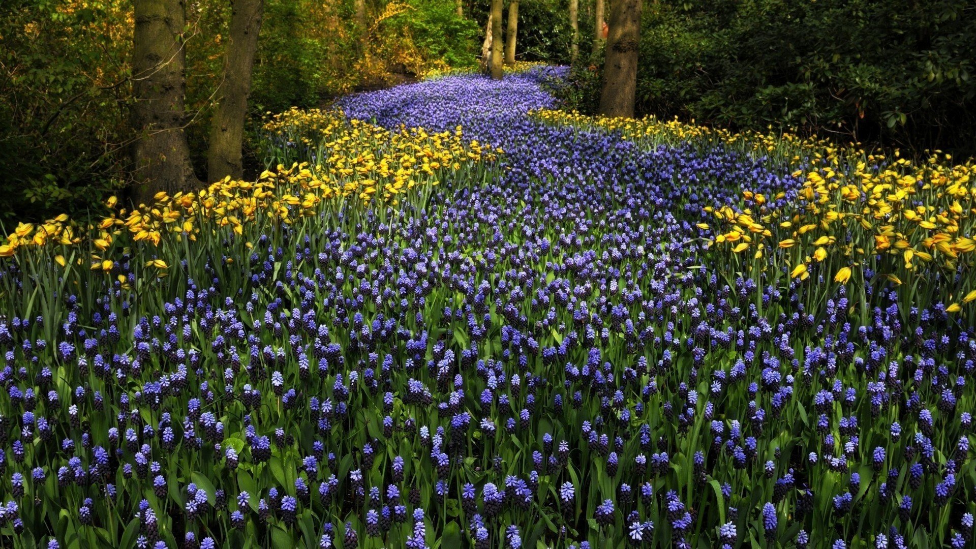 keukenhof fleurs pays-bas parc arbres jacinthes tulipes