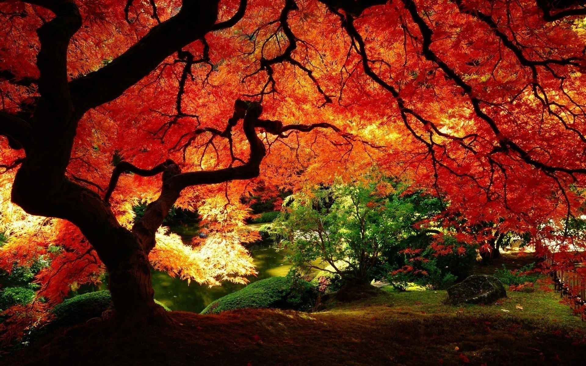 schöner herbst fabelhafter baum breit niedrig gelbe krone baum park